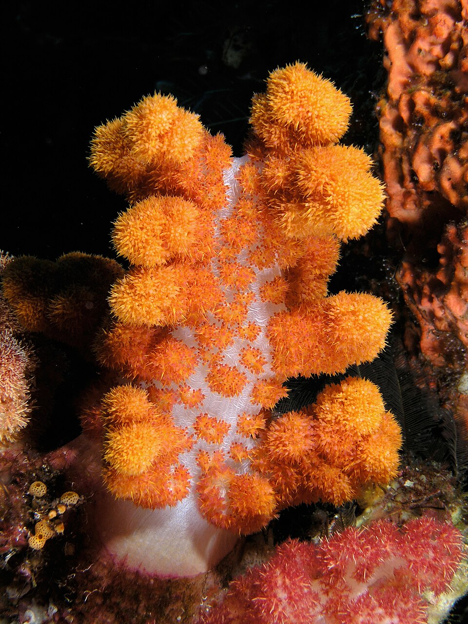 The best dive sites for beginners