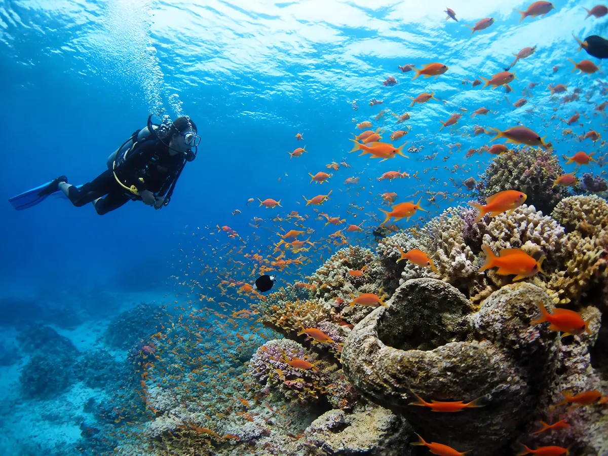 Maldives Atoll Safari by Liveaboard