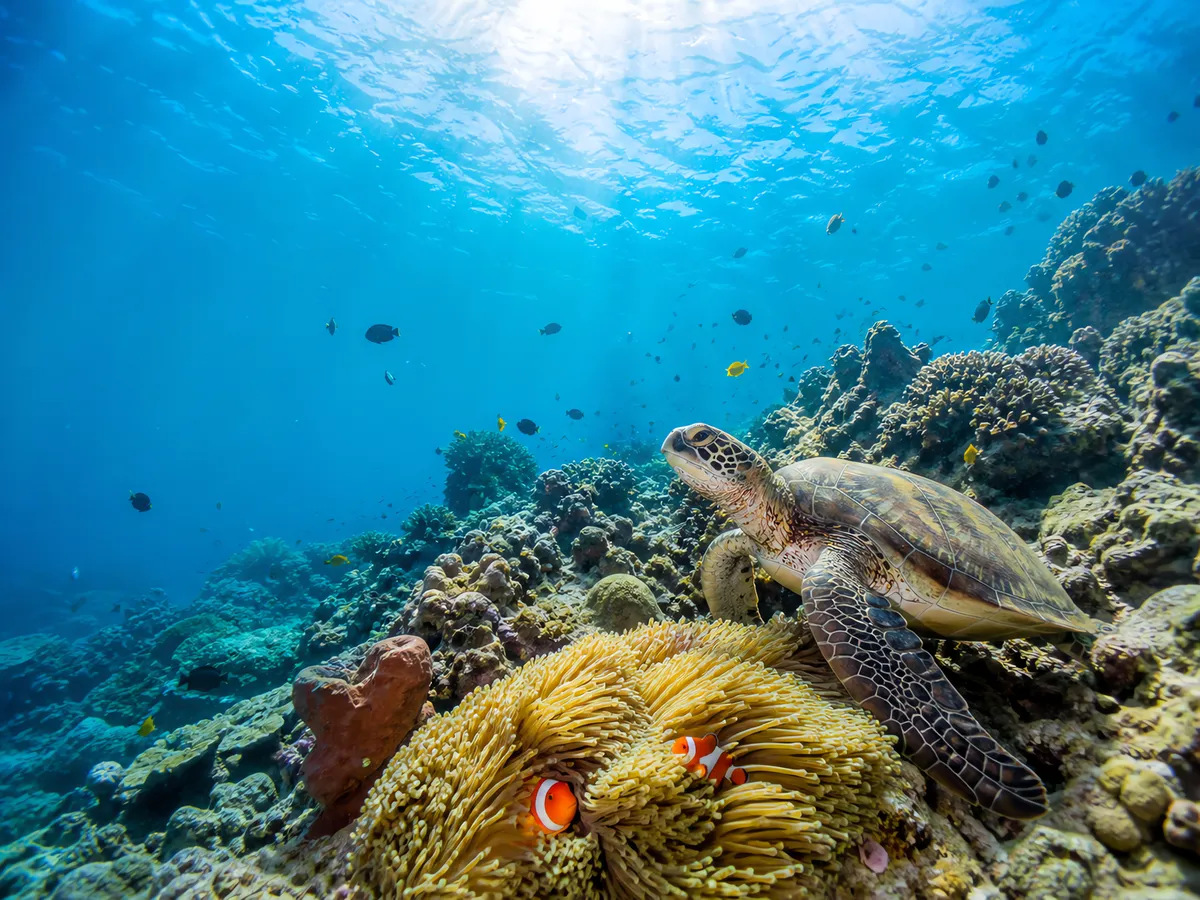 Apo Island
